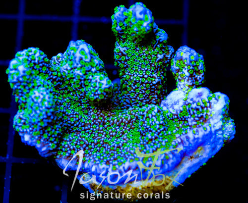 TUBS MONTI STELATTA XXL FRAG