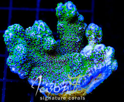 TUBS MONTI STELATTA XXL FRAG