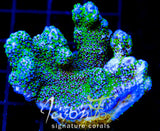 TUBS MONTI STELATTA XXL FRAG