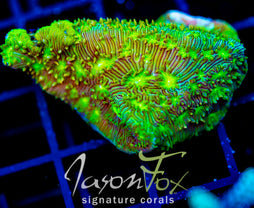 JF FUNNY FARM LEPTO XL FRAG