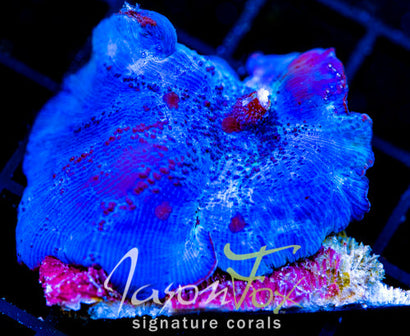 JF BLUE MUSHROOM 2+ INCHES OPEN