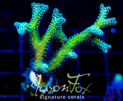 JF ENCHANTED FOREST BN XL FRAG