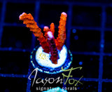 JF FIRESTARTER MONTI HIRSUTA