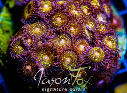 JF MOHICAN SUNS COLONY