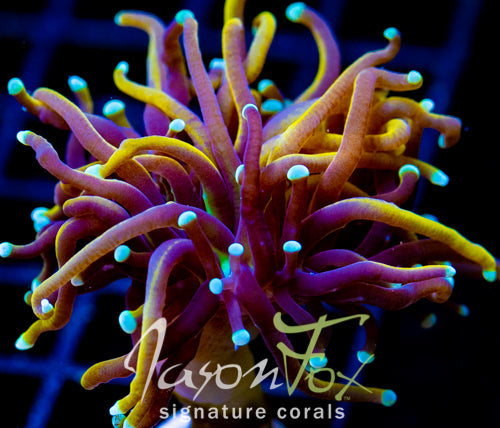 JF SUPER BRIGHT ORANGE TORCH