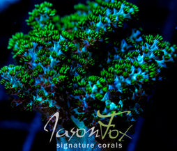 JF GREEN NEPTIA TREE