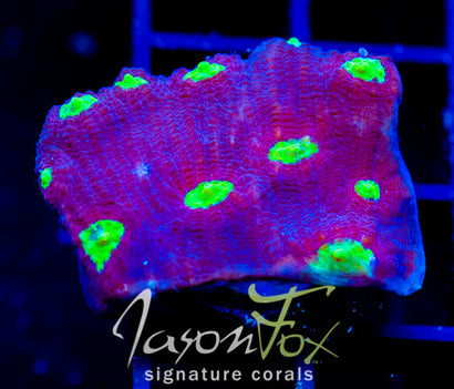 WWC DISTRICT 9 CHALICE