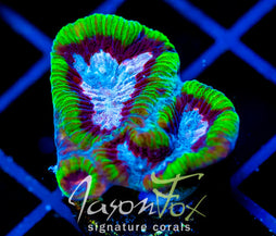 JF GROOVY GONIASTREA