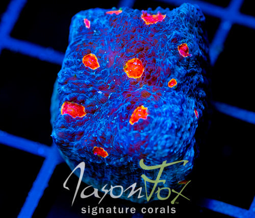 TYREE PUMPKIN PATCH CHALICE