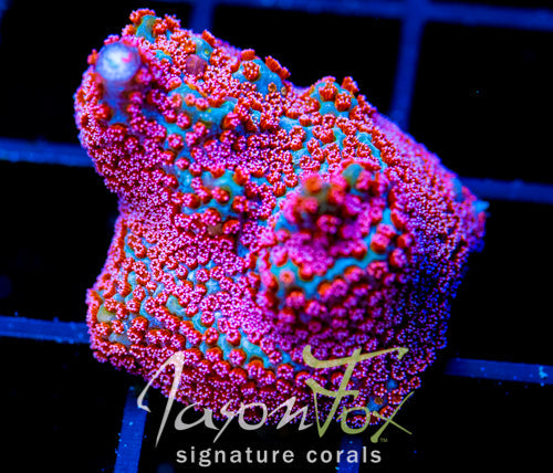 GB SEVEN HEAVENS MONTI