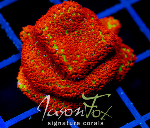 JF REVERSE SUNSET MONTI