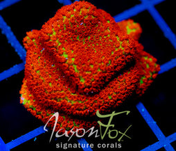 JF REVERSE SUNSET MONTI