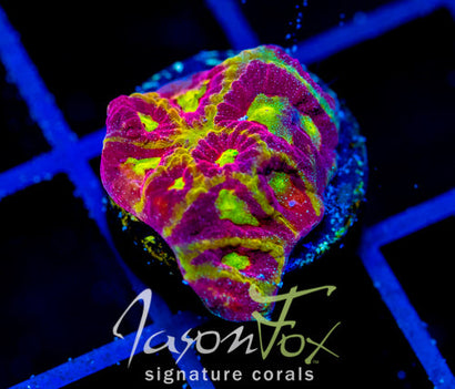 WWC BLOOD DIAMOND FAVIA