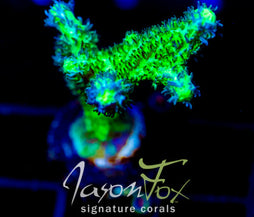 JF BRANCHING HYDNO COMBO