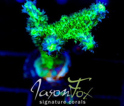 JF BRANCHING HYDNO COMBO