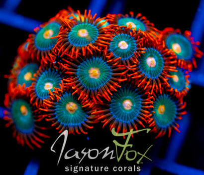 GATORAIDES ZOAS