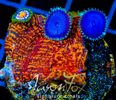 CC CLOUDBERRIES CHALICE COMBO