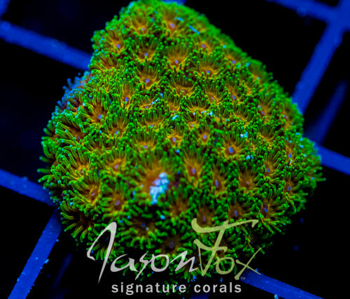 JF JOHN DEERE LEPTASTREA