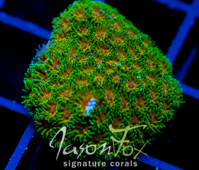 JF JOHN DEERE LEPTASTREA