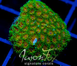 JF JOHN DEERE LEPTASTREA