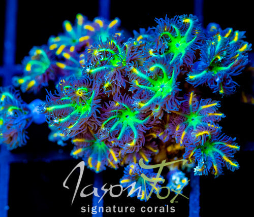 JF YELLOW INFUSED RAINBOW CLOVES