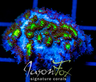 JF BLUEBERRY BLAST HYDNO