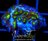 JF BLUEBERRY BLAST HYDNO