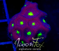 JF CONTRACT KILLER FAVIA