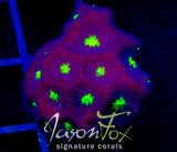 JF CONTRACT KILLER FAVIA