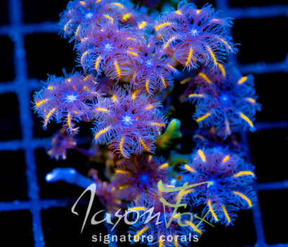 JF TANGERINE TWISTERS CLOVES