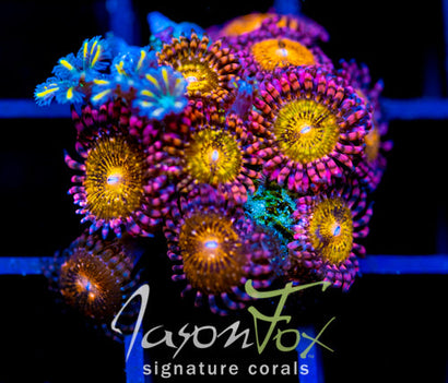 JF MOHICAN SUNS COMBO