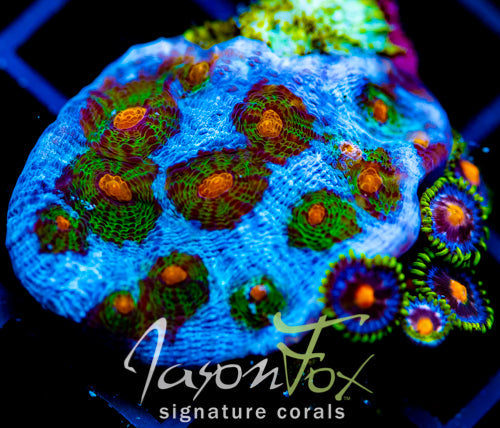 JF OUTER ORBIT CHALICE COMBO