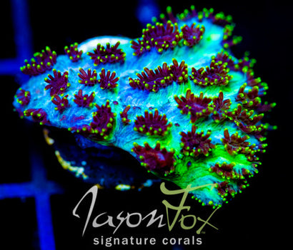 JF MAGIC CARPET HYDNO