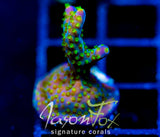 JF DAZZLING MONTAGE ACRO