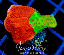 WWC GRAFTED TURBICULATA