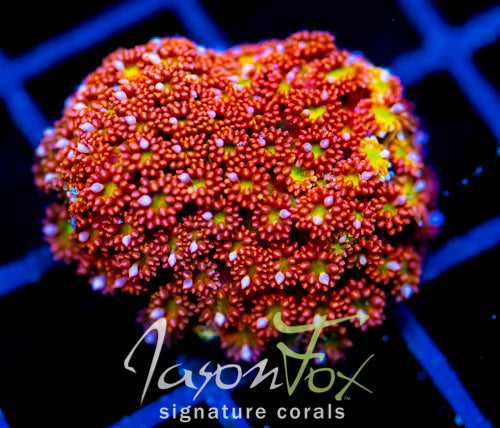 JF KALEIDOSCOPE GONI