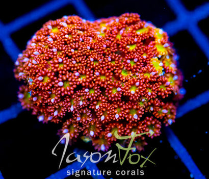 JF KALEIDOSCOPE GONI