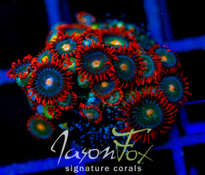 GATORAIDES ZOAS COMBO