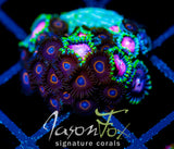 JF CRAZY EYES ZOAS COMBO