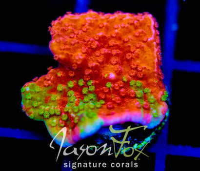 WWC GRAFTED MONTI CAP