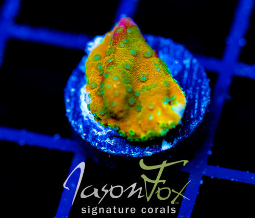 JF SWEET TOOTH MONTI