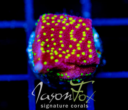 JF YELLOW FEVER MONTI