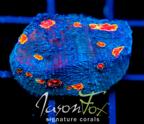 TYREE PUMPKIN PATCH CHALICE