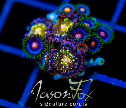 JF MOHICAN SUNS COMBO