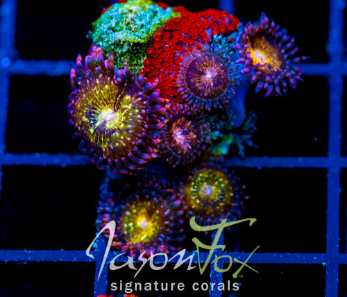 JF SUPERMAN MONTI COMBO