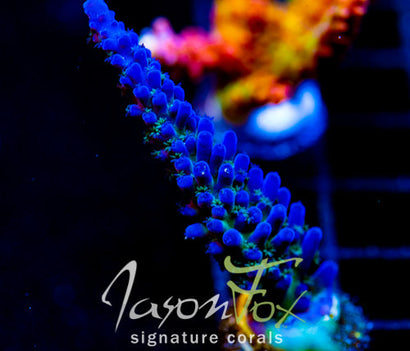 JF FRANKIES KRYPTONITE ACRO