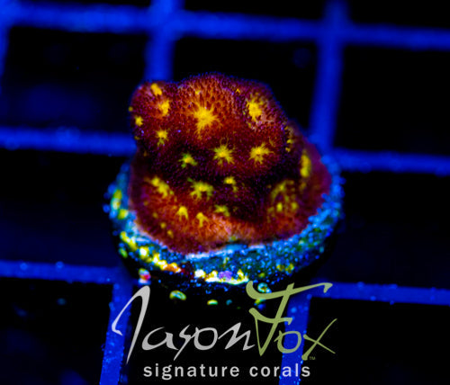 JF OUTER SPACE PSAMMACORA