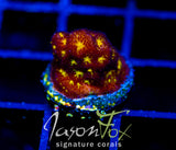 JF OUTER SPACE PSAMMACORA