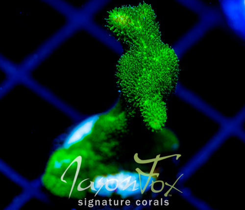 JF GREEN BRANCHING PSAMMACORA