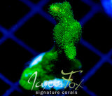 JF GREEN BRANCHING PSAMMACORA